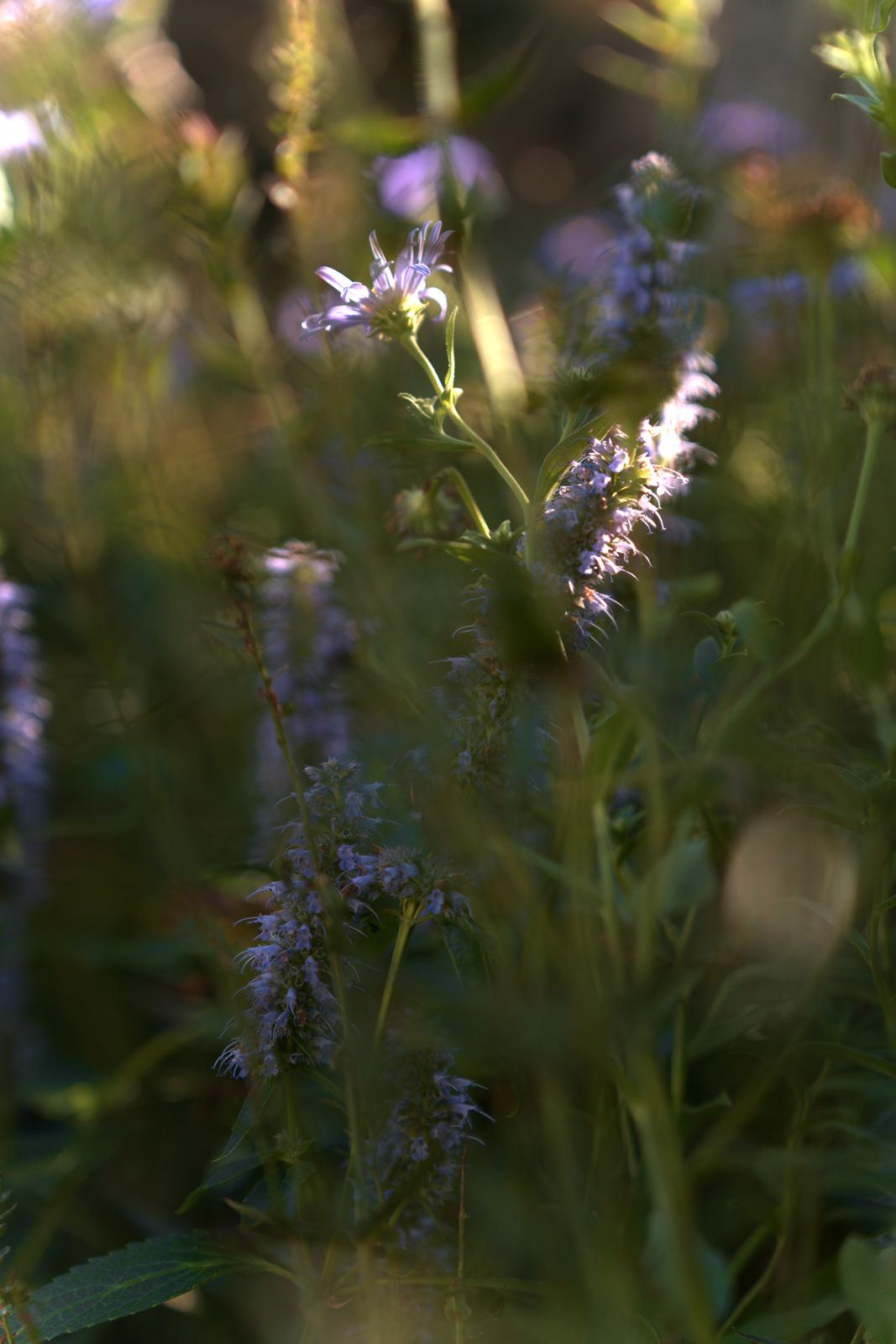 Backlit agastache with asters