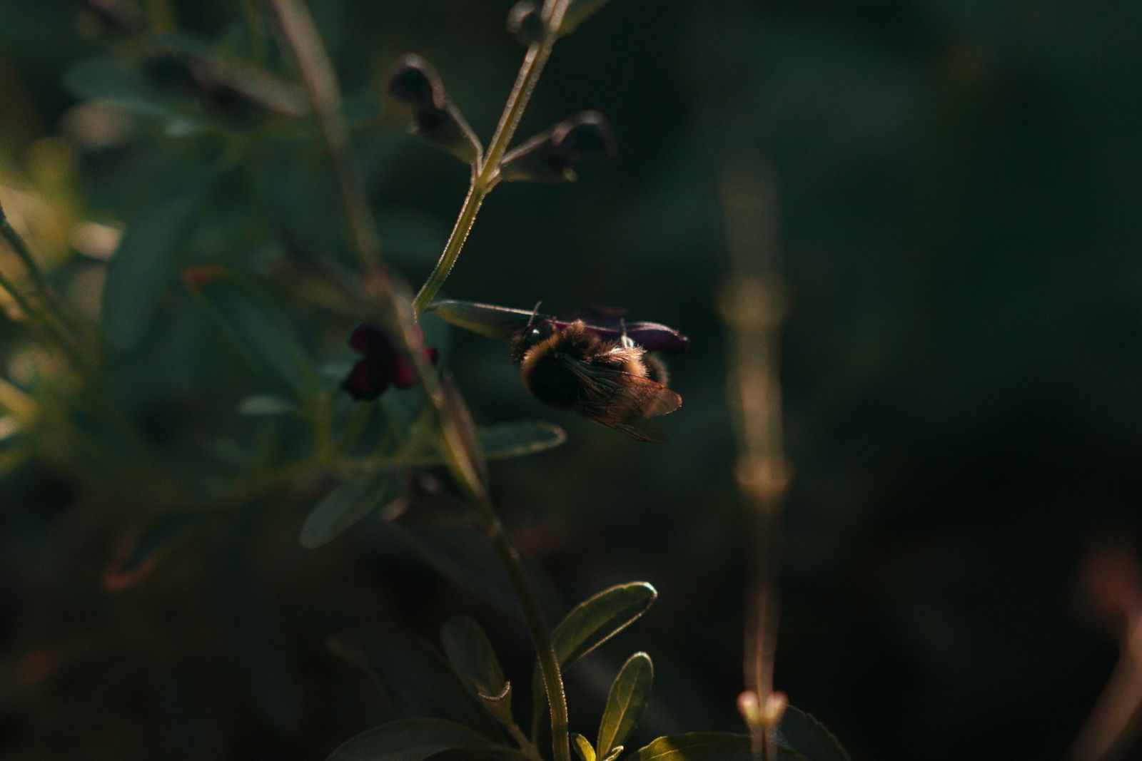 Bumblebee on a dark salvia flower