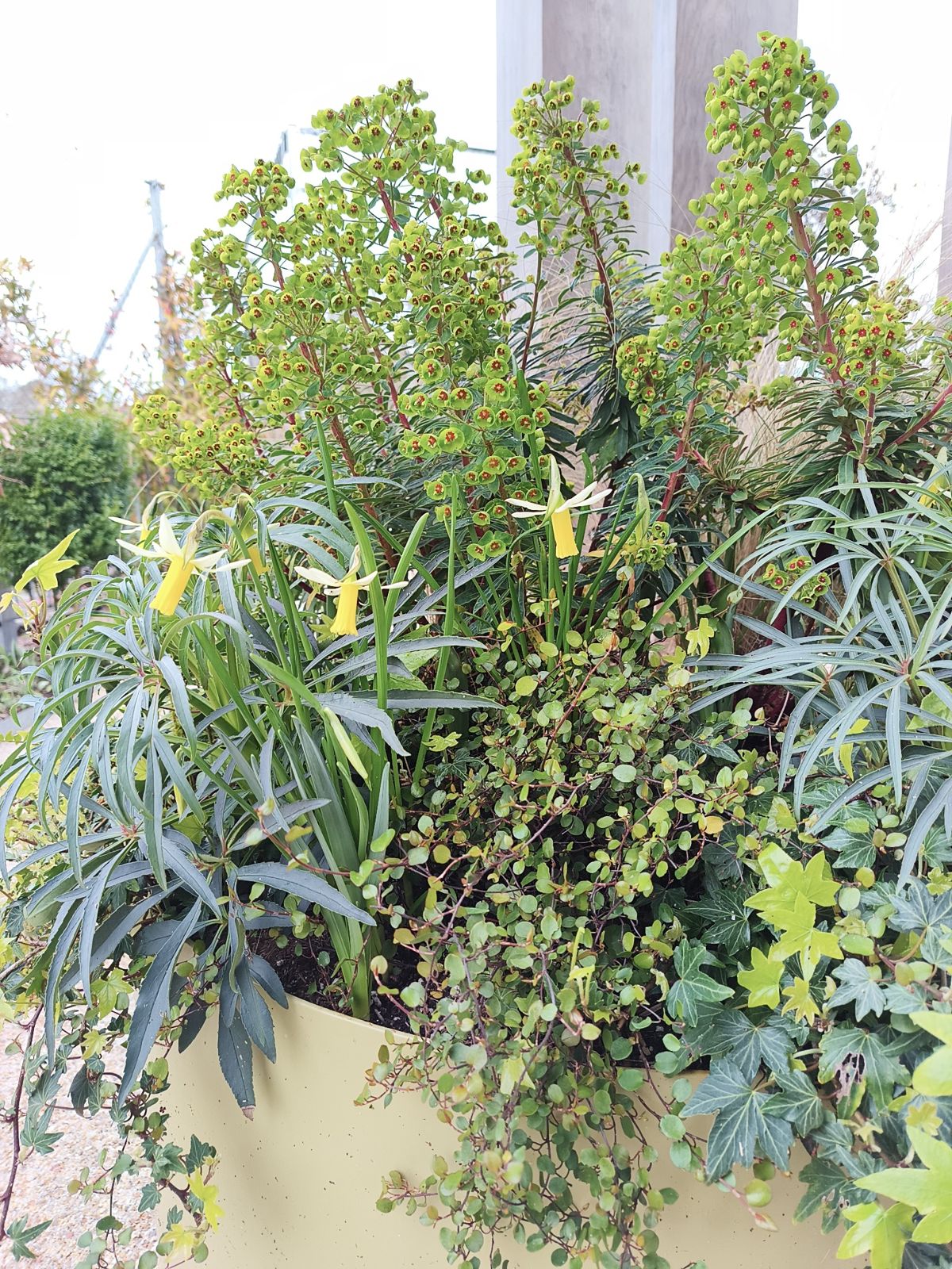 Container planted with euphorbia, ferns and trailing foliage