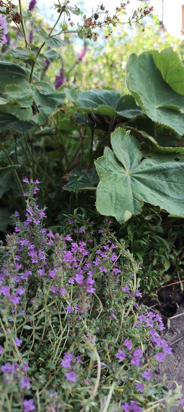 Creeping thyme beneath alchemilla