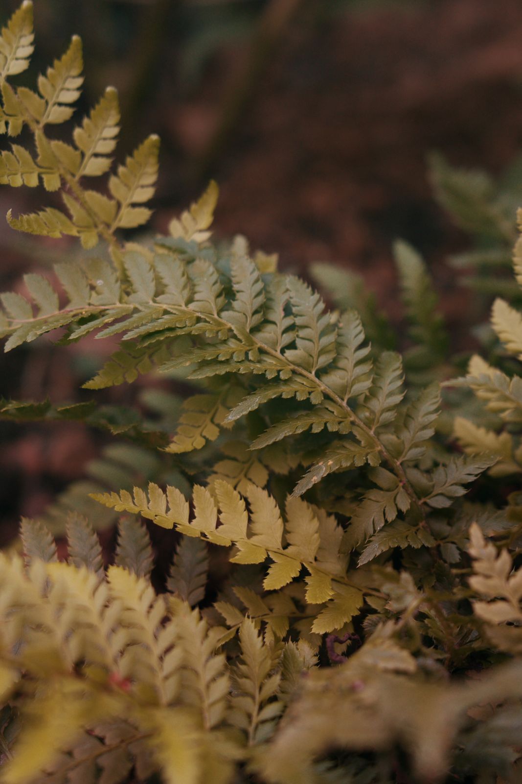 Golden fern fronds