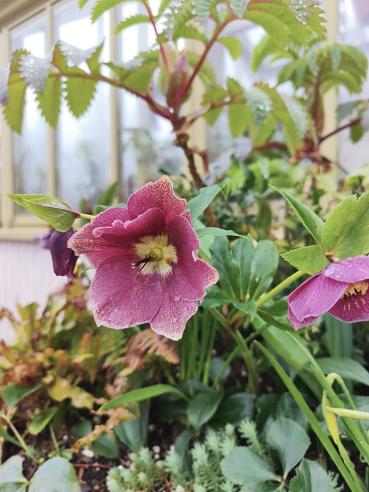 Deep pink hellebore flowers