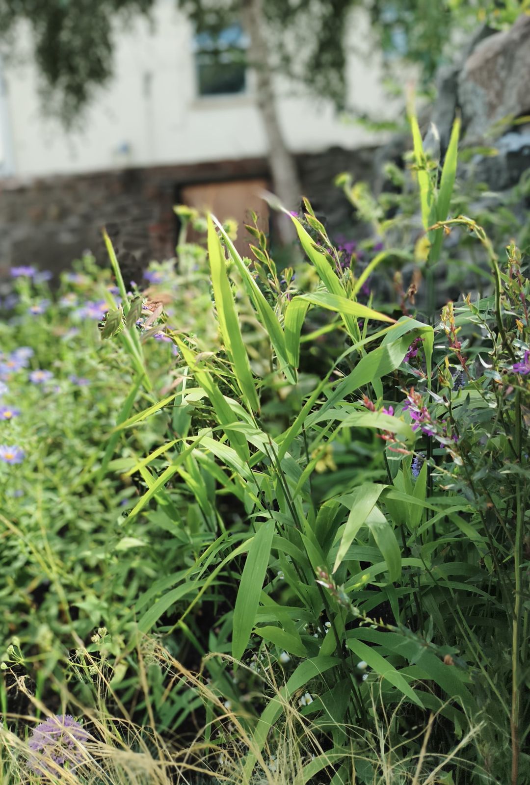 Naturalistic planting of grasses and blue flowers growing beside a building