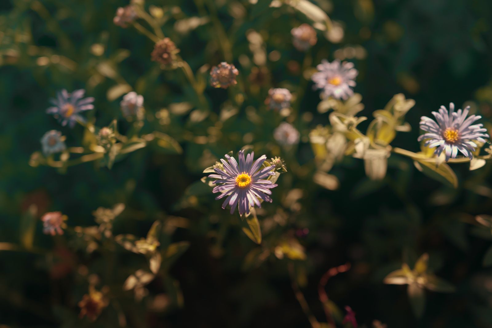 Lilac asters in flower