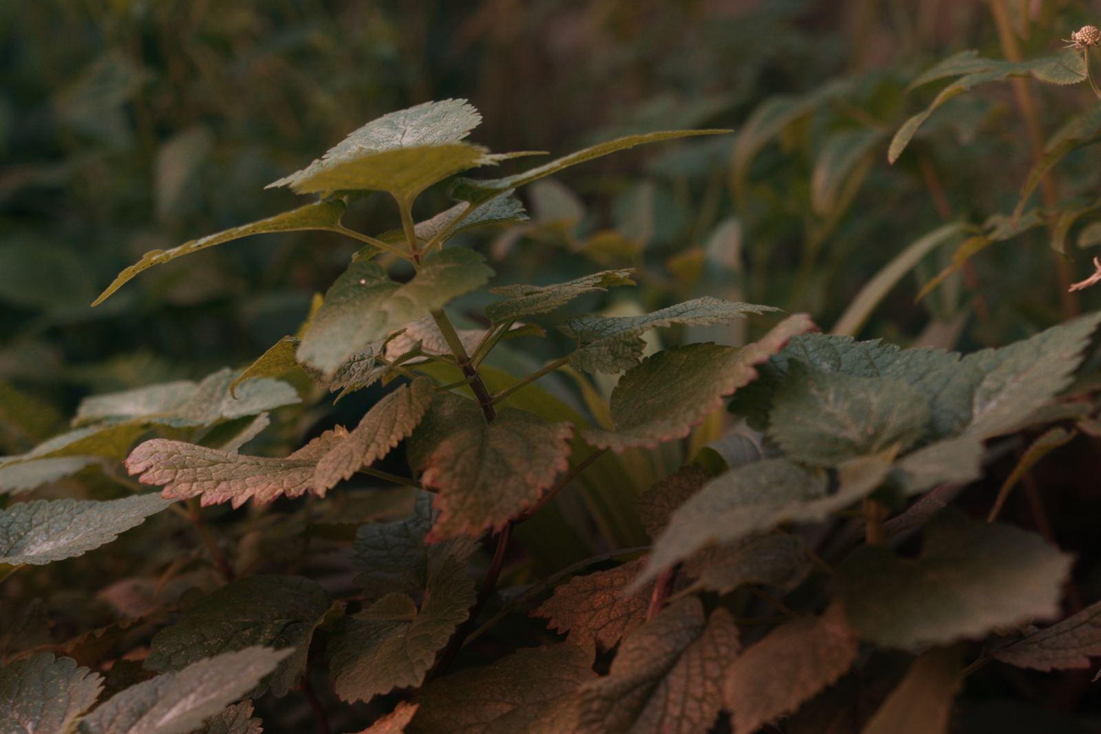 Nettle-like leaves in low light