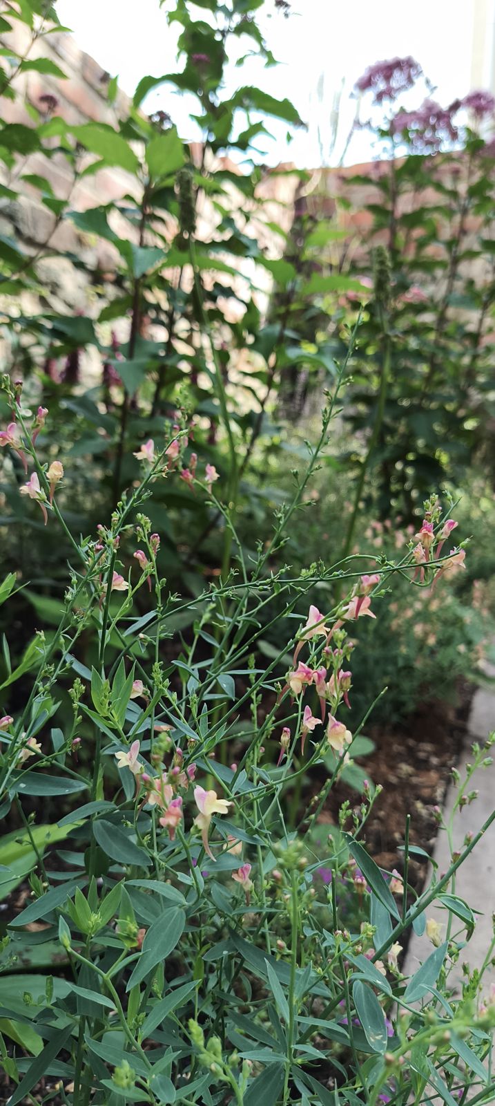 Pink linaria (toadflax) in flower