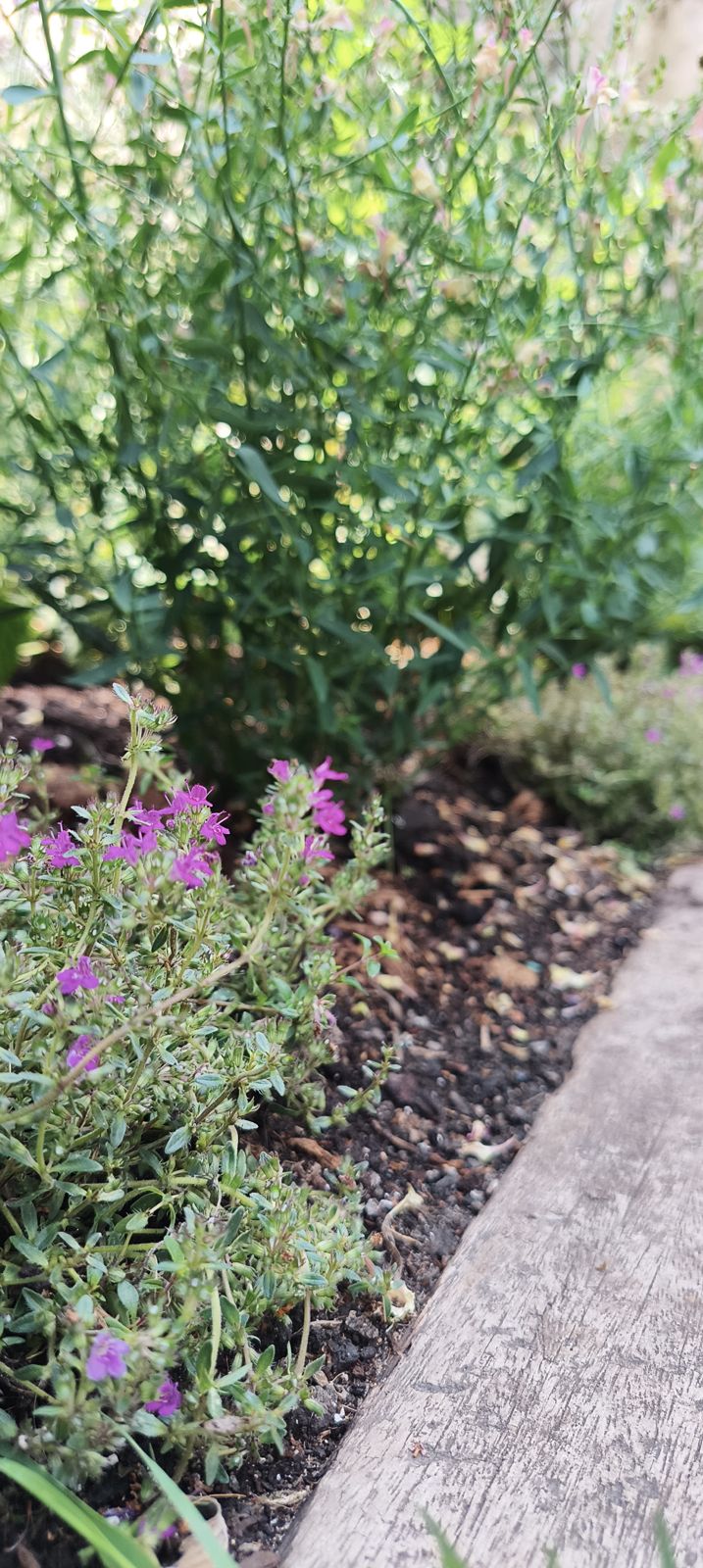 Thyme and calamintha softening timber edging