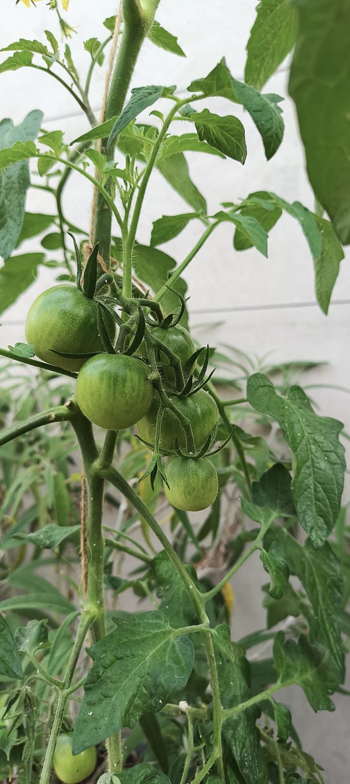 Green tomatoes ripening on the vine