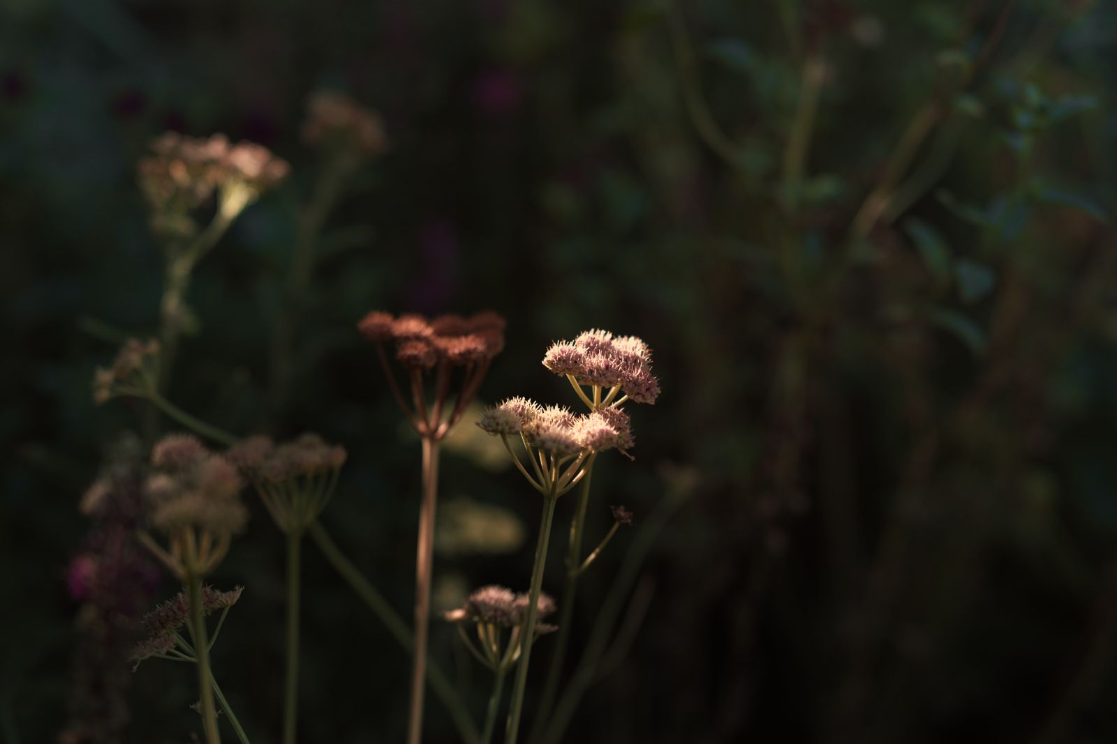 Umbellifer seedheads in shade