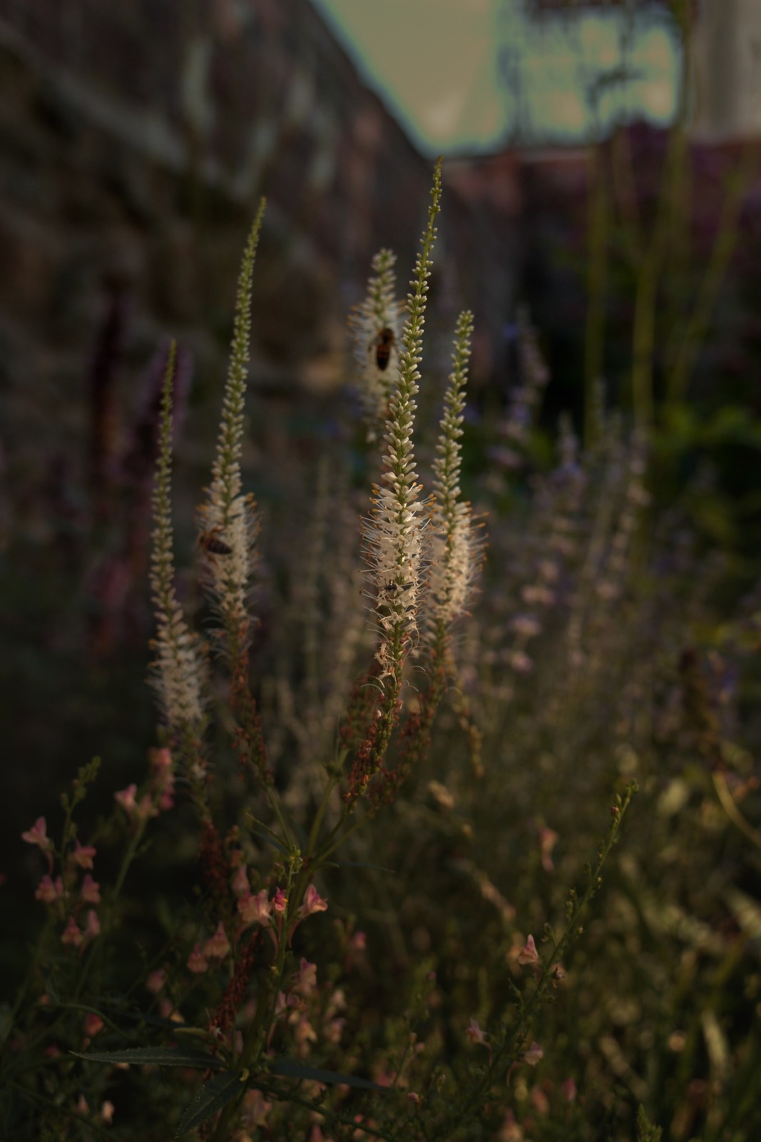 Veronicastrum spikes with bees against a brick wall