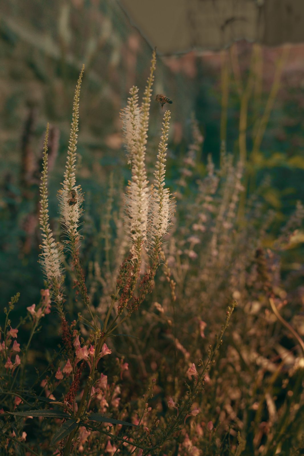 Bee on white veronicastrum spikes, with pink linaria in front